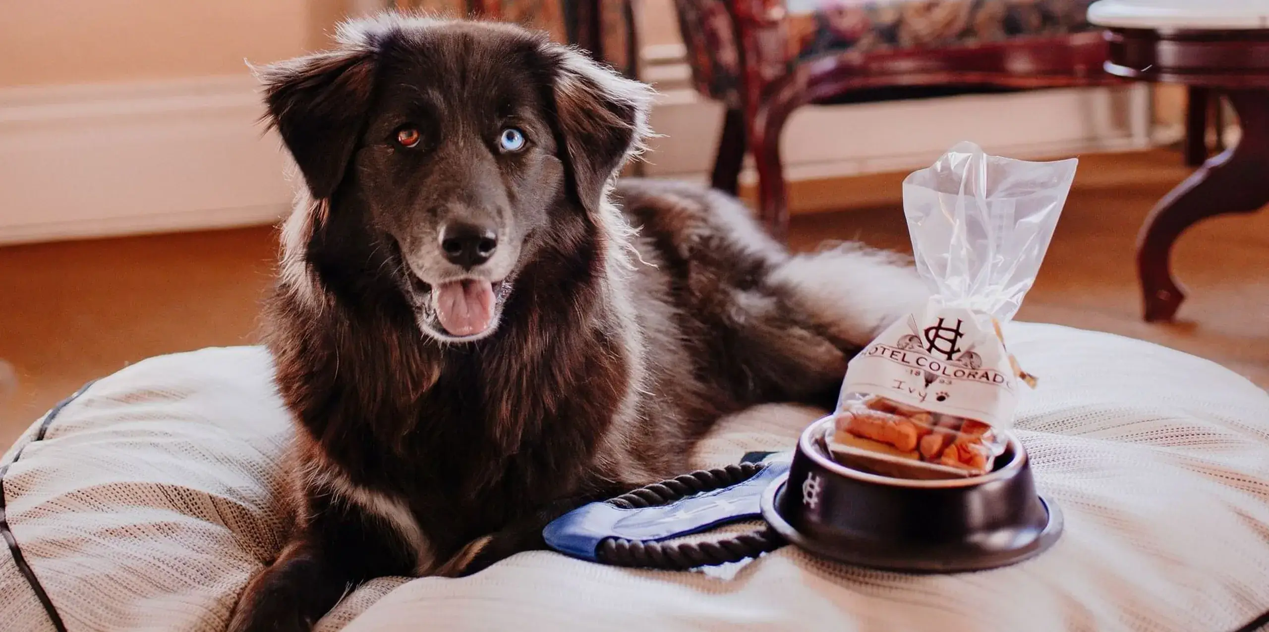 A fluffy black dog with one blue and one brown eye sits happily on a cushioned bed in the dog-friendly room. Nearby, there's a bowl of treats and a blue leash. The background features a cozy area with a wooden table and floral-patterned fabric.