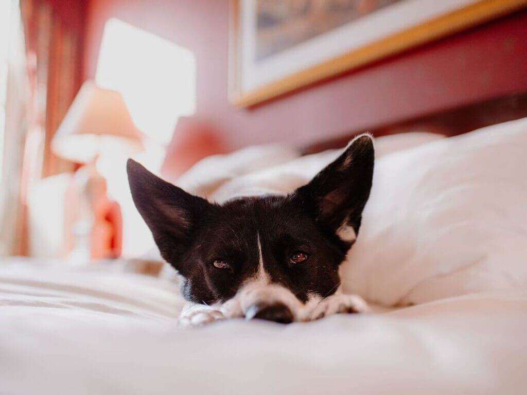 A black and white dog lies peacefully on a bed, resting its head on a white pillow. The room has a warm atmosphere, with a red wall and a soft glow from a lamp in the background. The dog's ears are perked up.