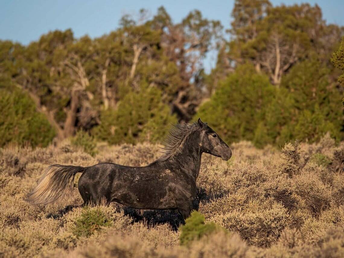 photo-credit-jason-cox-elk-songs-images_standard