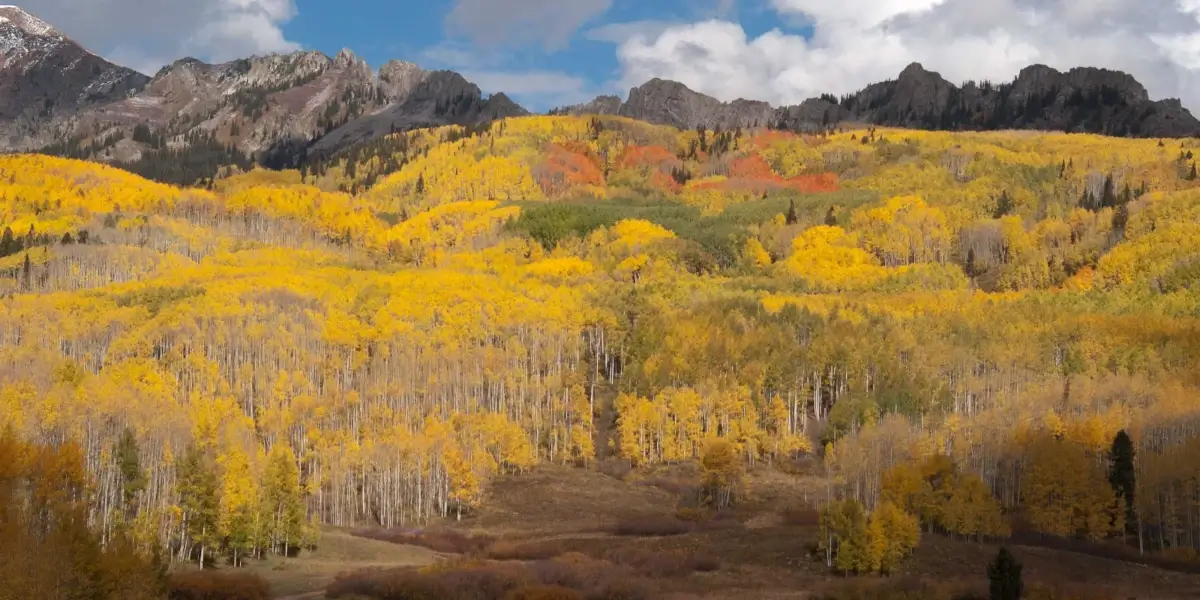 fall-colors-near-aspen-colorado